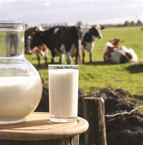alergia  proteina  leite de vaca saude actual