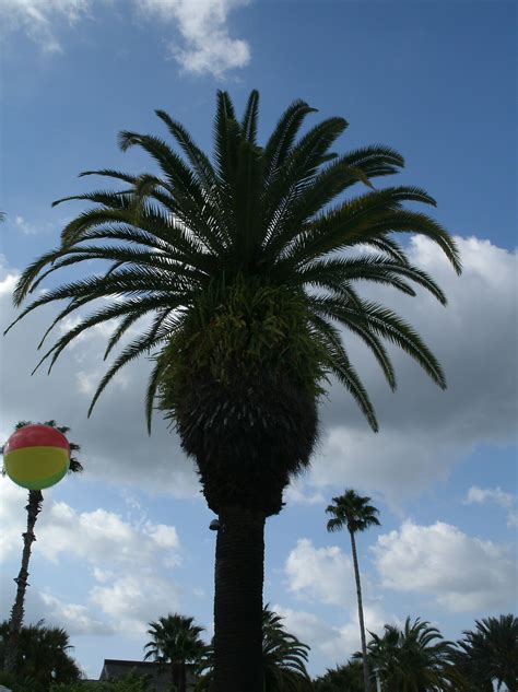 palm tree  tampa florida