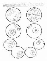 Mitosis Cut Outs sketch template