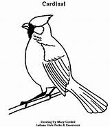 Cardinal Coloring Red Flying Bird Pages Getdrawings Getcolorings Printable Color Drawing sketch template