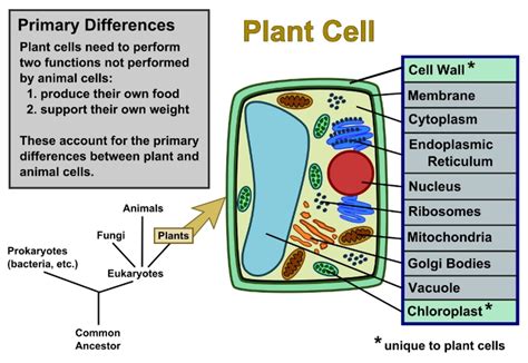 plant cells  animal cells  diagrams owlcation