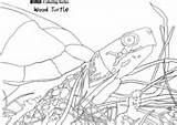 Coloring Terrapin Turtle Wood Pages sketch template