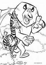 Madagascar Dibujos Colorat Disegni Tigrisor Coloring Madagaskar Marty P17 Malvorlagen Planse Plimbare Plansa Faciles Madagascar2 Primiiani Desene Animais sketch template