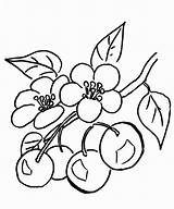 Cereja Cherries Cerezo Dibujo Colorir Ciliegio Supercoloring Ausmalbild Rama Cerejas Cerisier Zweig Ramo Tudodesenhos Desenhos Branche Frutas Duas Torta Kirschbaum sketch template