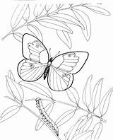Caterpillar Butterfly Coloring Pages Color sketch template