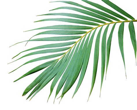 tropical frond green palm leaf tree  transparent background png file