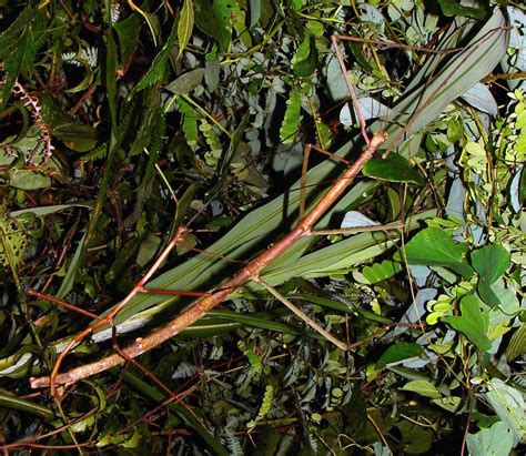 Giant Stick Insects From Vietnam Wired