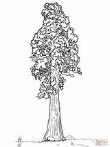 Sequoia Tree Coloring Pages Giant Drawing California Redwood Sentinal Printable Trees Simple Line State Trunk Color Getdrawings Baobab Lemon Supercoloring sketch template