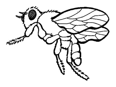 honey bee coloring pages  kids coloring sky