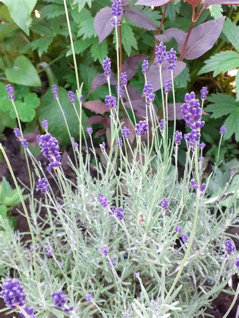 lavandula angustifolia hidcote proctors nursery