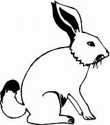 Hare Coloring Pages Arctic Animals Color Clipart Animal Colouring Printable Cliparts Popular Library Drawings 98kb sketch template