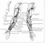 Muscles Anterior Forearm Biceps Drawing Carpi Flexor Brachii Ligaments Tendons sketch template