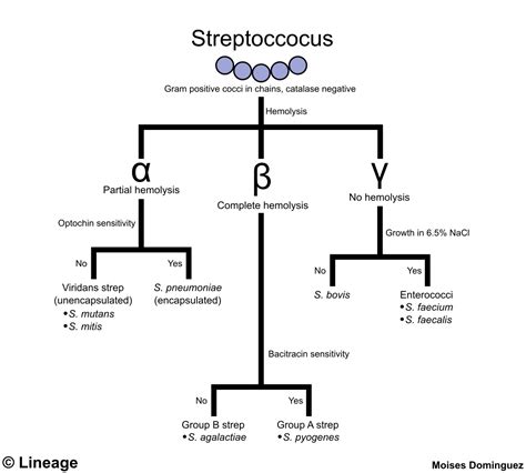 Streptococcus Pneumoniae Microbiology Medbullets Step 1