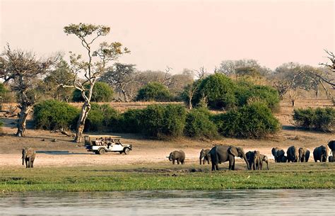 chobe np  images pictures