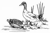Coloring Duck Mallard Pages Couple Food Together Looking Geese Migration Drawing Color Colorluna sketch template