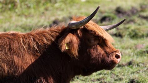 cattle bos taurus focusing  wildlife