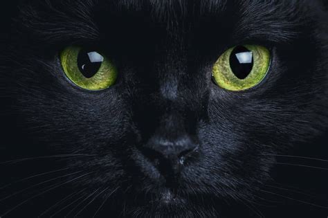 adopter  chat noir  raisons de craquer autour des animaux