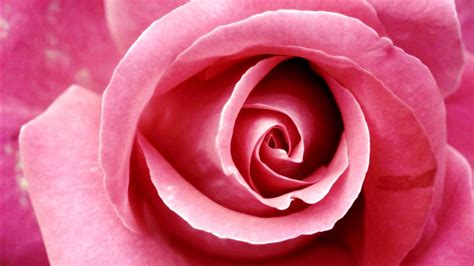 beautiful pink rose wallpapers hd wallpapers id
