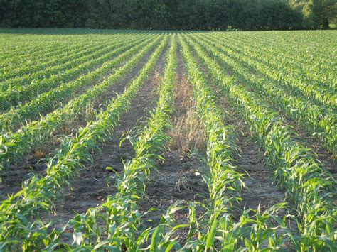 cover crops hinder corn population plant cover crops