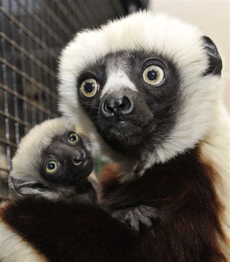 year   lemur   review duke lemur center