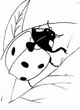Ladybug Colorat Buburuza Buburuze Coccinelle Desene Joaninha Mariquitas Planse Animale Gargarita Insecte Folha Copii Mariquita Ladybird Andando Ladybugs Colorier Fata sketch template