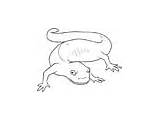 Salamander Coloring Animals sketch template