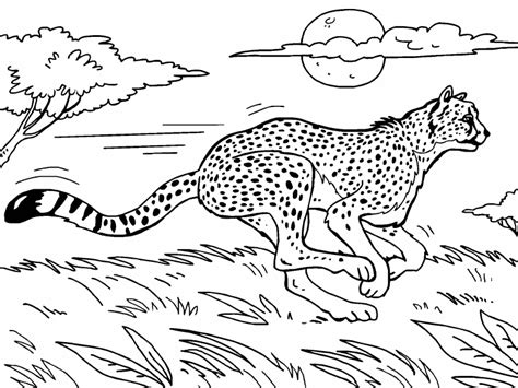 cheetah coloring page coloring pages