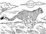 Cheetah Coloring Pages Coloringpages4u sketch template