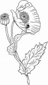 Poppies Opium Supercoloring sketch template
