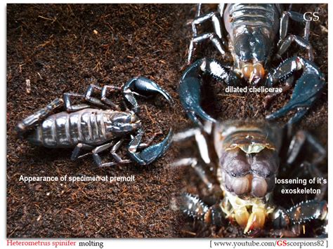 [asa] Forest Scorpions Caresheet