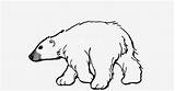 Polar Coloring Bear sketch template