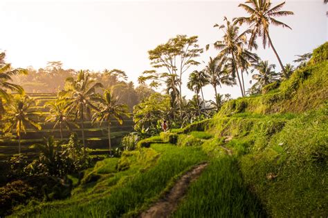 Tegalalang Rice Terrace In Ubud A Guide To Bali S Most Beautiful Rice