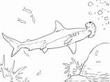 Hammerhead Shark Coloring Pages Kids Printable Getcolorings Color Getdrawings sketch template