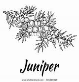 Juniper Tree sketch template