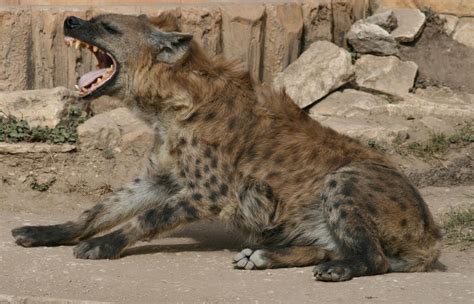 hyena pictures  wallpapers fun animals wiki  pictures stories