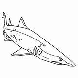 Shark Coloring Pages Great Printables Ones Little Top Lantern Dwarf Fierce Pic sketch template