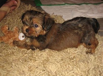 image result  shorkie pictures full grown shorkie puppies teacup puppies therapy dogs