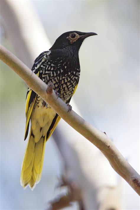 list  critically endangered australian birds swells