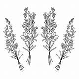 Hawthorn Wildflower sketch template