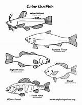 Coloring Fish Freshwater Pages Bluegill Color Lake Printable Pdf Found Exploringnature Animals Support Sponsors Wonderful Please Getcolorings Getdrawings Exploring Coloringnature sketch template