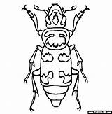 Beetle Besouro Burying Inseto Dung Beetles Colorir Elementary Bugs Tudodesenhos sketch template