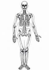 Skelet Menselijk Printen Grote Printable Esqueleto sketch template