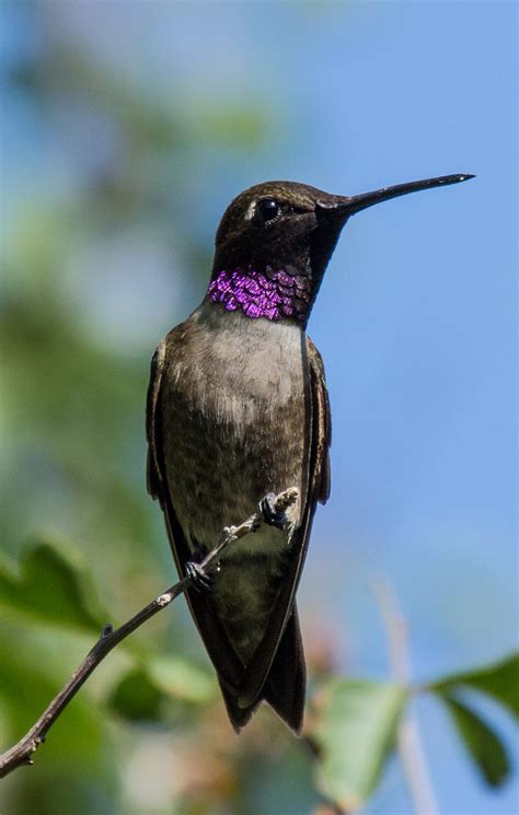 songbird black chinned hummingbird