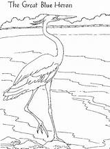 Heron Blue Great Coloring Pages Printable Animals Color Animalstown Choose Board Template sketch template