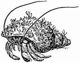 Einsiedlerkrebs Malvorlage Colorare Granchio Eremita Hermit Crab Clipartmag sketch template