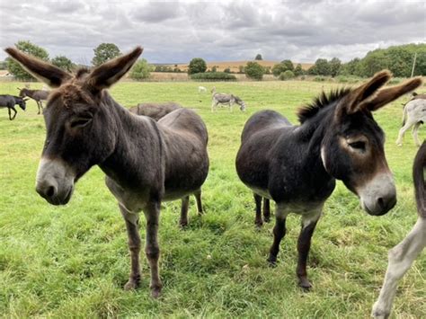 farm donkey