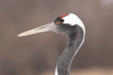 head  japanese crane photo image picture