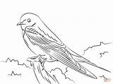 Swallow Barn Coloring Pages Swallows Tree Drawing Printable Color Designlooter Version Click Tablets Compatible Ipad Android Birds Categories Drawings sketch template