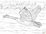 Goose Geese Animals Colouring Designlooter sketch template