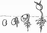 Germination Beans Root Biologycorner Grows Sponsored Investigation Baamboozle sketch template